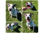 Adopt Sasha a Pit Bull Terrier