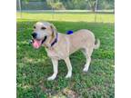 Adopt Posie a Yellow Labrador Retriever