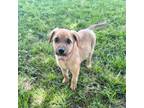 Adopt Nightowl a Black Mouth Cur