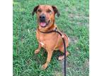 Adopt Twiddlebug a Black Labrador Retriever, Coonhound