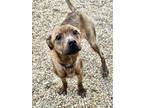 Adopt Kona (Sugar) a Plott Hound, Mixed Breed