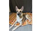 Adopt Diana a German Shepherd Dog