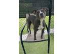 Adopt Taunte a Pit Bull Terrier
