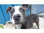 Adopt Flora a Pit Bull Terrier, Mixed Breed