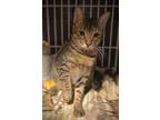 Adopt Blingle a Domestic Short Hair