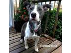 Adopt Esmerelda a Terrier, Mixed Breed