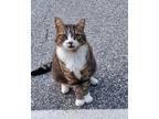 Adopt Tabitha a Domestic Short Hair