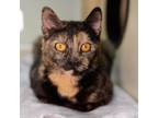 Adopt Koi a Domestic Short Hair