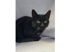 Adopt 6215 (Mama) a Domestic Short Hair