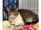 Adopt 6214 (Willow) a Domestic Medium Hair