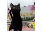 Adopt Miso a Domestic Short Hair