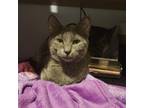 Adopt Tinker C15041 a Domestic Short Hair