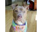 Adopt MiLaysia a Pit Bull Terrier, Chocolate Labrador Retriever