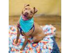 Adopt MiLaysia a Pit Bull Terrier, Chocolate Labrador Retriever