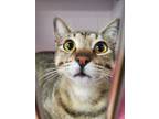 Adopt Macchiato a Domestic Short Hair