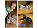 Adopt Macy a Beagle, Bluetick Coonhound