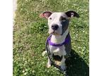 Adopt Donna a American Staffordshire Terrier