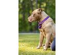 Adopt Charlene a American Bully