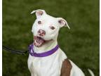 Adopt Little Peanut a American Staffordshire Terrier