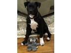 Adopt Sweet Pea a American Staffordshire Terrier