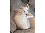 Adopt Luna a Siberian Husky