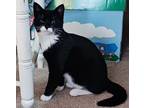 Adopt White Paws - Needs Barn Home a Domestic Short Hair