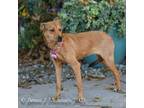 Adopt Ruby 2 a Terrier, Boxer