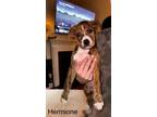 Adopt Hermione a Hound