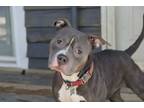 Adopt Agatha a Pit Bull Terrier