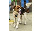 Adopt Oslo a Beagle, Shiba Inu