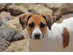 Adopt Carmella a Jack Russell Terrier