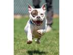 Adopt Hot Dog a Pit Bull Terrier