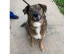 Adopt Ginger a Shepherd, Mixed Breed
