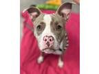 Adopt Averil a Pit Bull Terrier, Mixed Breed