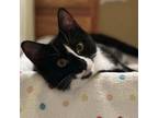 Adopt Ori a Tuxedo, Domestic Short Hair