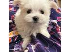 Maltese Puppy for sale in Puyallup, WA, USA