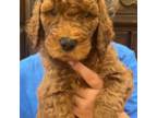 Goldendoodle Puppy for sale in Diamond Bar, CA, USA