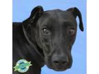 Adopt Scrabble a Mixed Breed