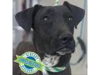 Adopt Scrabble a Mixed Breed