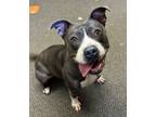 Adopt Maizee a Pit Bull Terrier, Mixed Breed