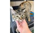 Adopt Betty- Bonded with Billy a Domestic Short Hair