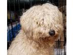Adopt Momma a Goldendoodle