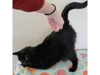 Adopt Lizzie a Domestic Short Hair