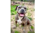 Adopt Willow Cricket a Staffordshire Bull Terrier