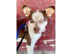 Adopt Tammy a Pit Bull Terrier, Husky
