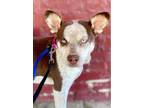 Adopt Tammy a Cattle Dog