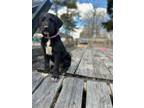 Adopt Athens - Meet Me In Ardsley, NY on Apr 27th a Labradoodle