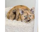 Adopt Emmy a Domestic Short Hair