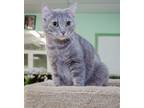 Adopt Missy a Domestic Short Hair