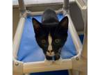 Adopt Flower a Domestic Short Hair